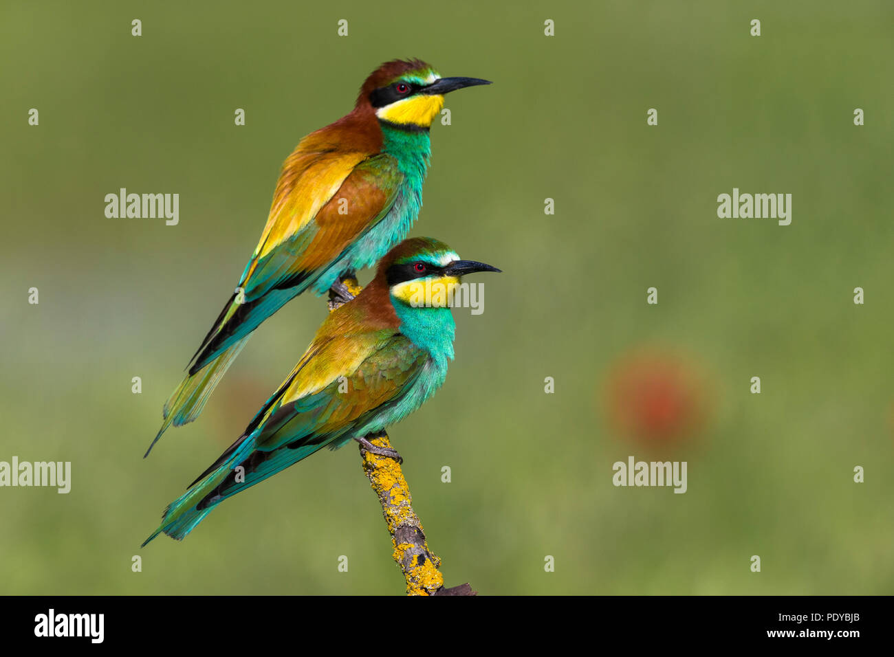 Gruccione; Merops apiaster Foto Stock