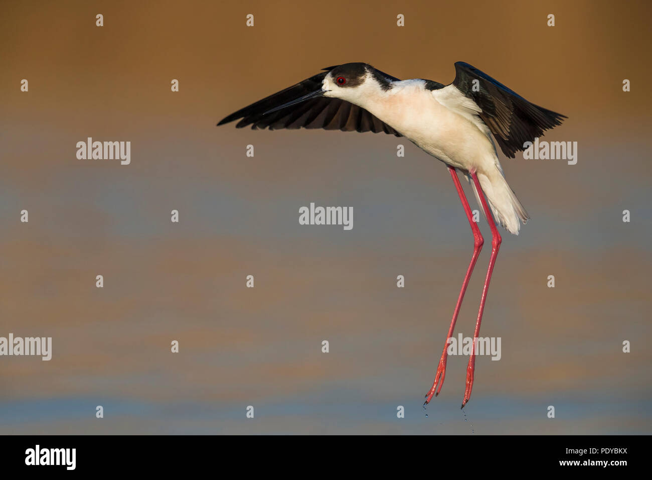 Flying Black-winged Stilt; Himantopus himantopus Foto Stock