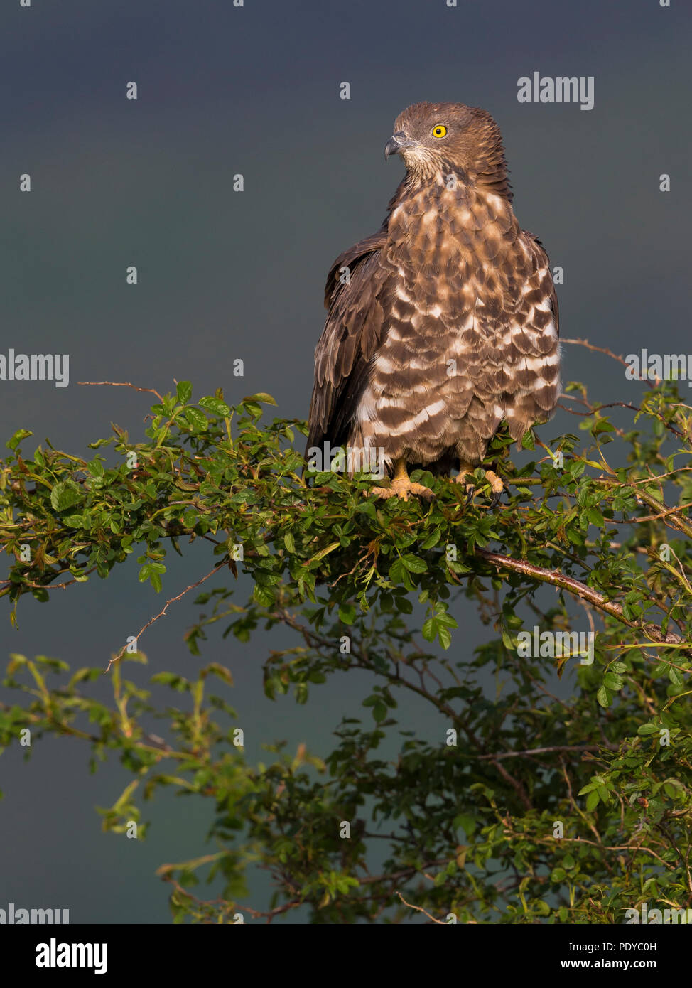 Falco Pecchiaiolo; Pernis apivorus Foto Stock