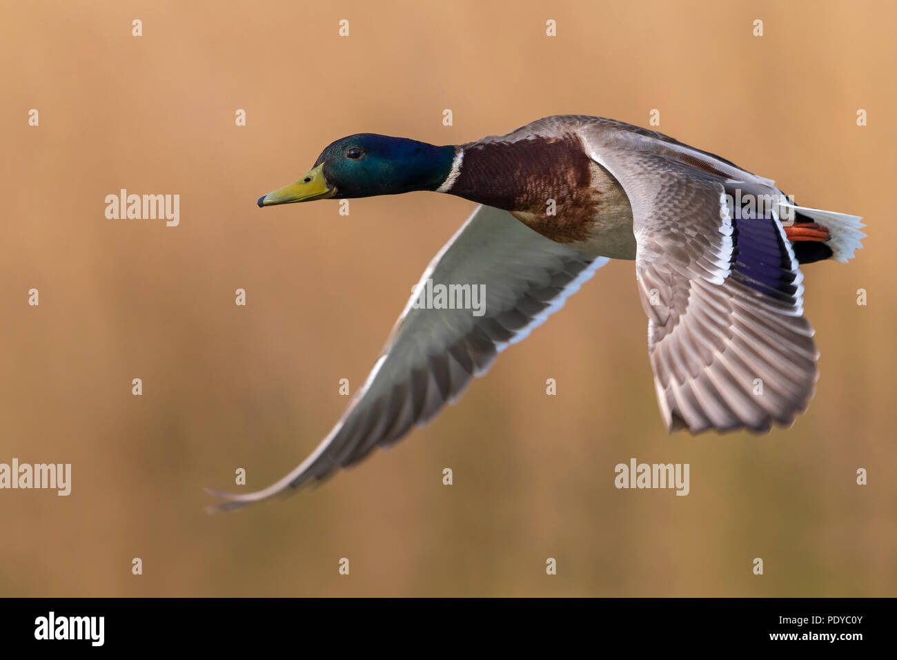 Flying Mallard; Anas platyrhynchos Foto Stock
