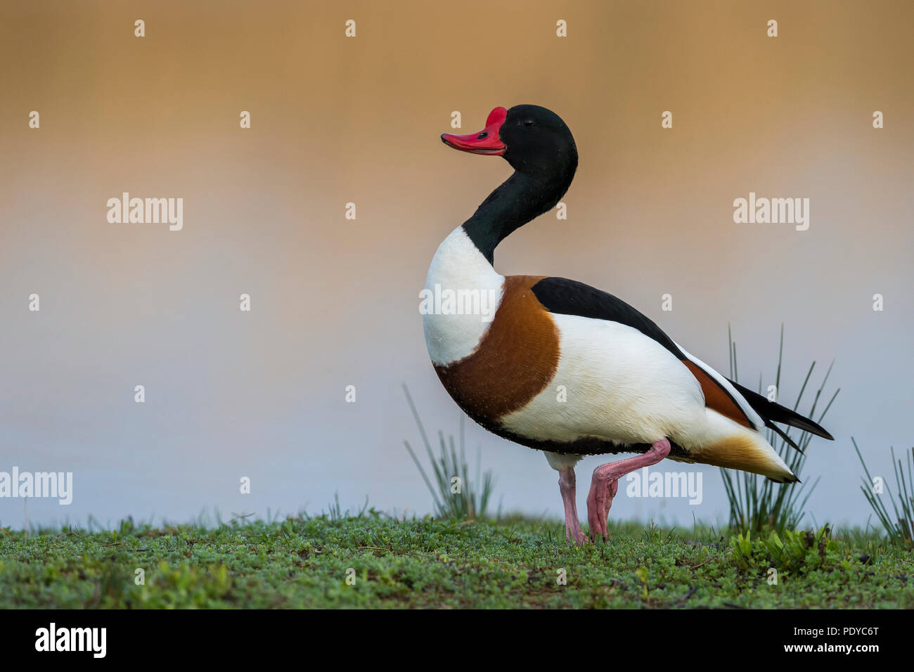 Shelduck; Tadorna tadorna Foto Stock