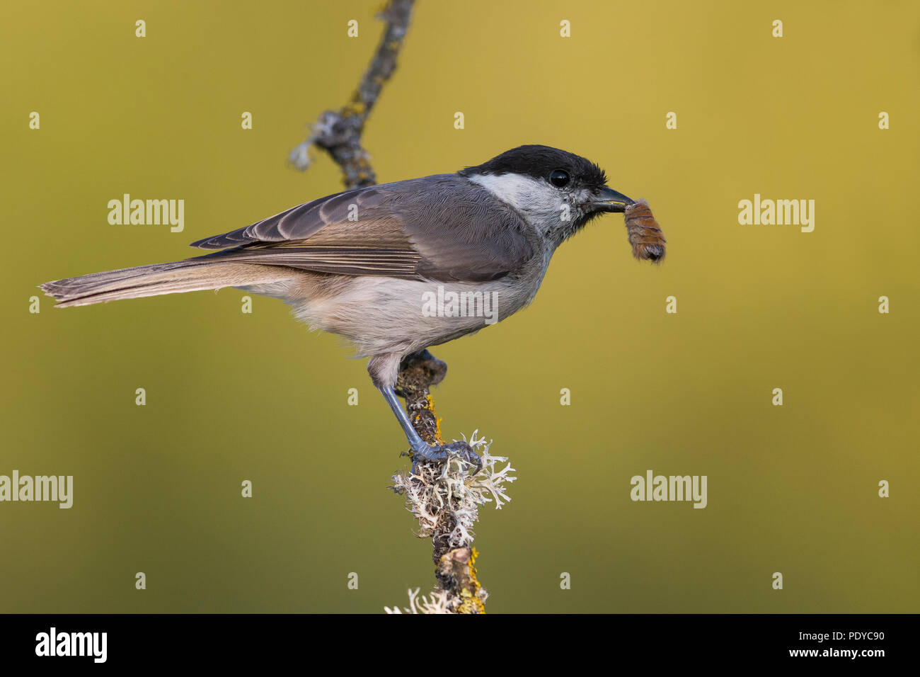 Willow Tit; Parus montanus Foto Stock