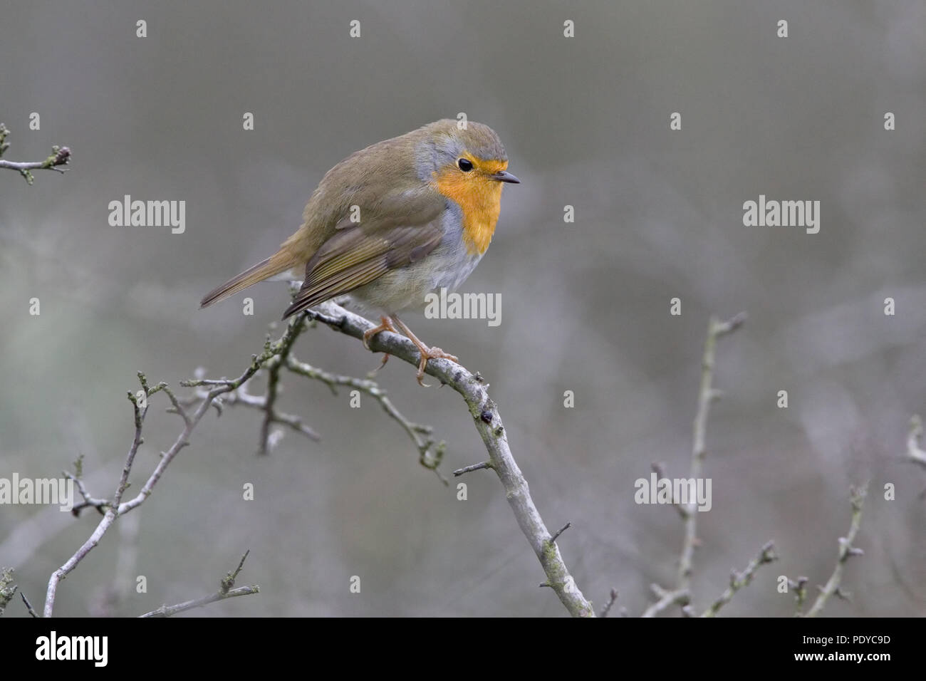 Roodborst ineengedoken op een takje met zijn snaveltje punta. Unione Robin accovacciato su di un ramo chiuso con bill. Foto Stock Roodborst ineengedoken op een takje met zijn snaveltje punta. Unione Robin accovacciato su di un ramo chiuso con bill. Foto Stock