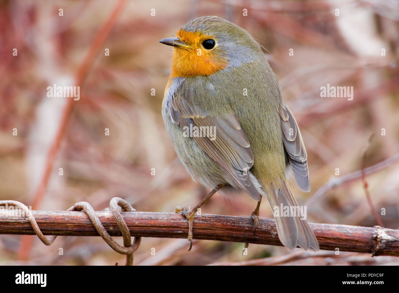 Roodborst op een takje met zijn snaveltje punta. Unione Robin su un ramo chiuso con bill. Foto Stock Roodborst op een takje met zijn snaveltje punta. Unione Robin su un ramo chiuso con bill. Foto Stock