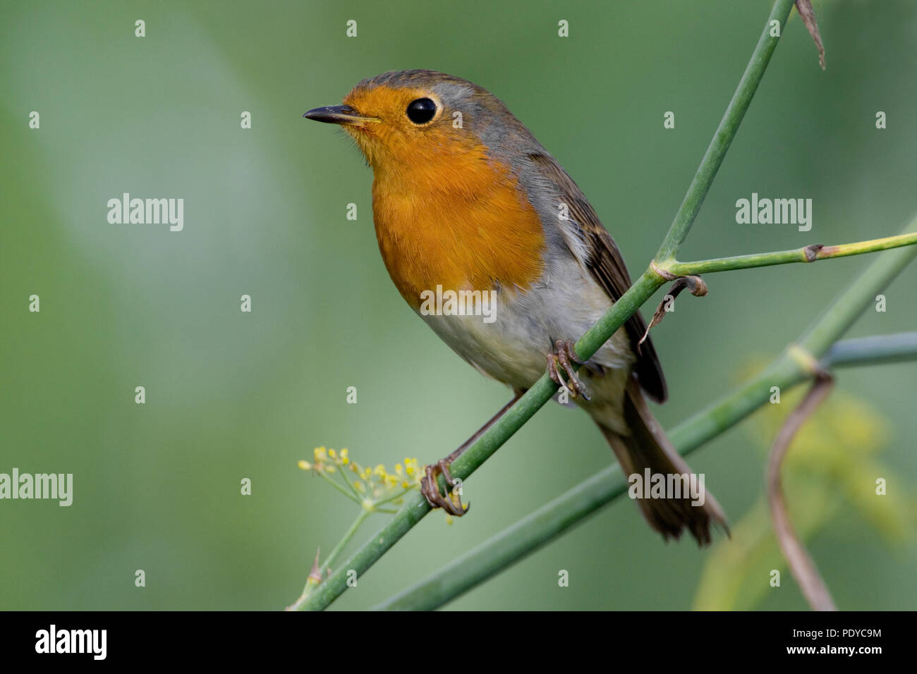 Roodborst op een takje met zijn snaveltje punta. Unione Robin su un ramo chiuso con bill. Foto Stock Roodborst op een takje met zijn snaveltje punta. Unione Robin su un ramo chiuso con bill. Foto Stock