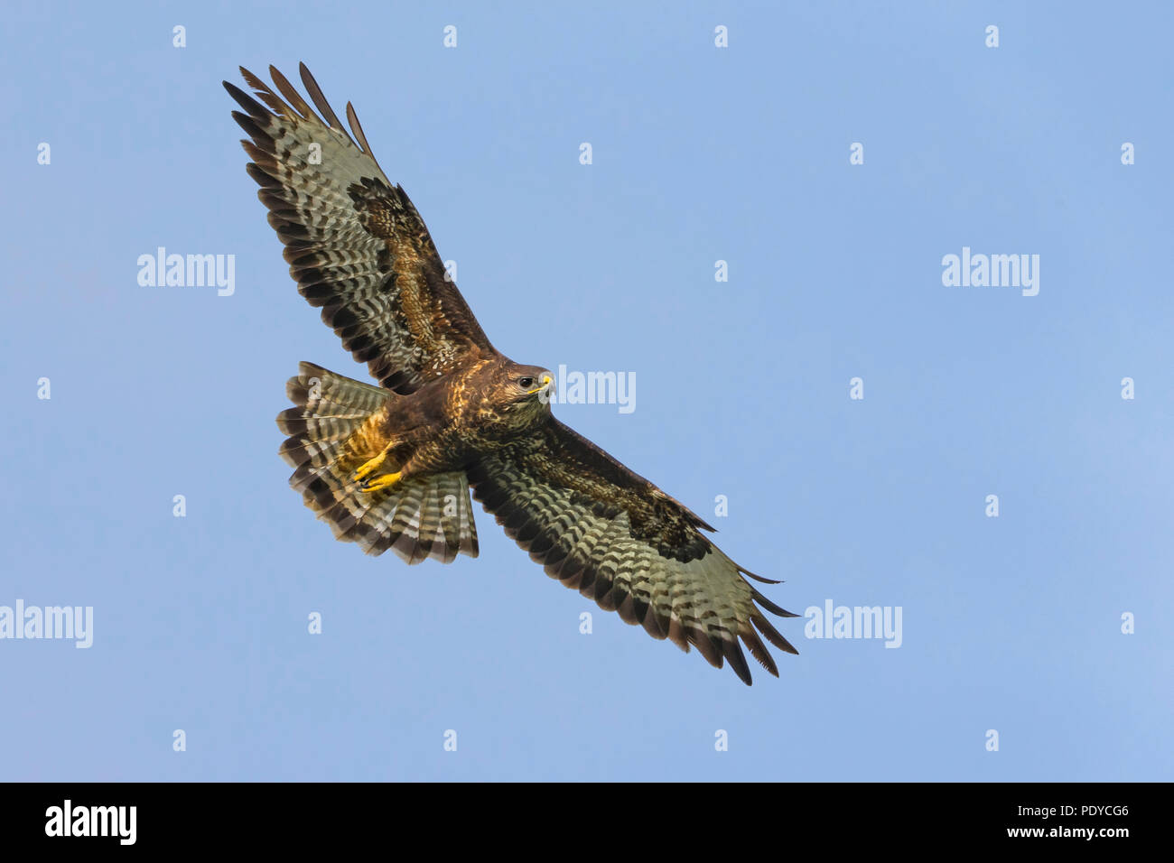 Flying Azzorre comune poiana; Buteo buteo rothschildi Foto Stock