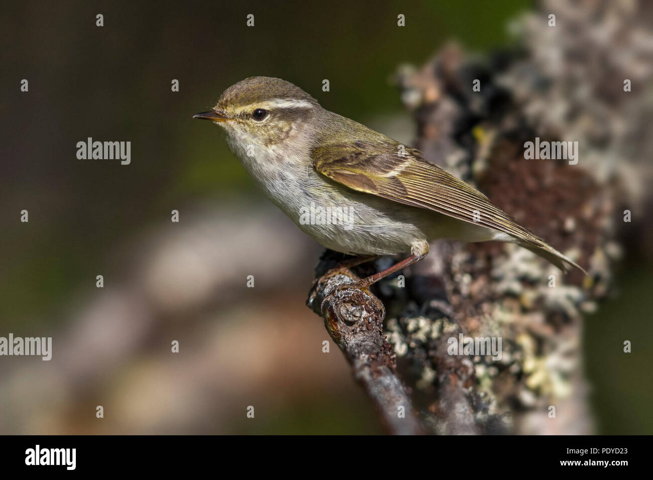 Giallo-browed trillo; Phylloscopus inornatus Foto Stock