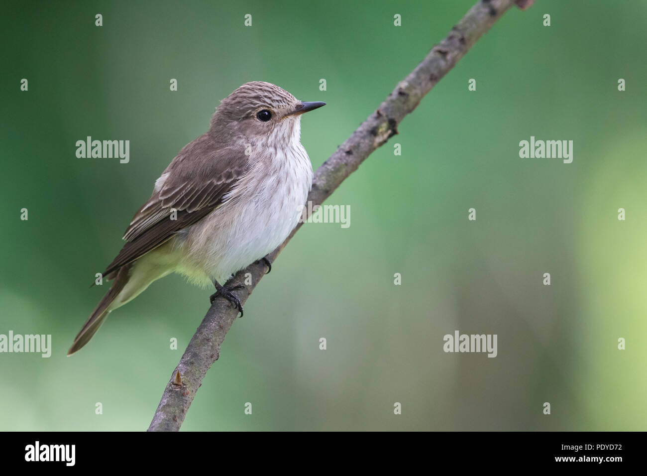 Spotted Flycatcher; Muscicapa striata Foto Stock