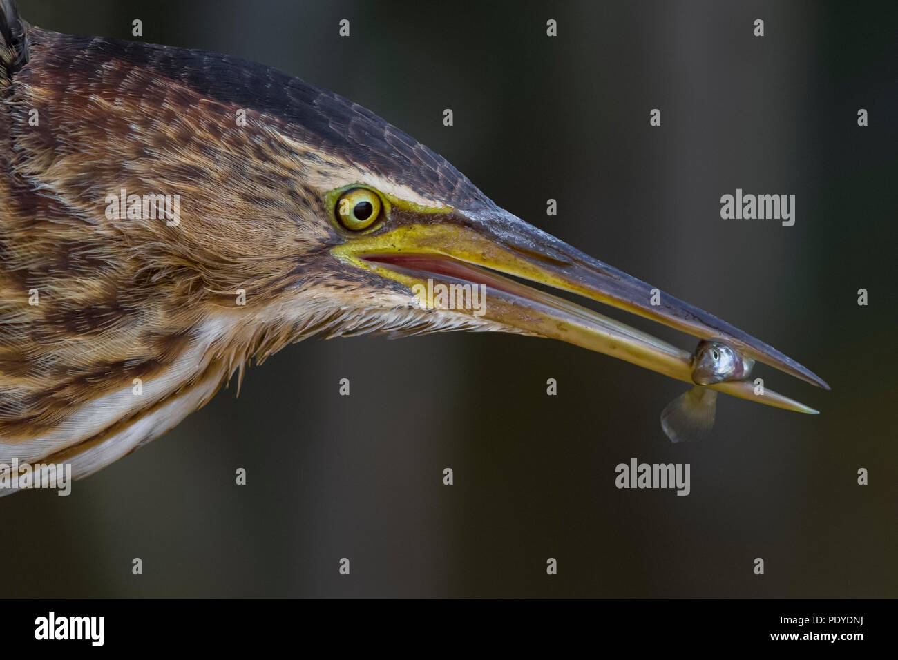 Tarabusino; Ixobrychus minutus Foto Stock