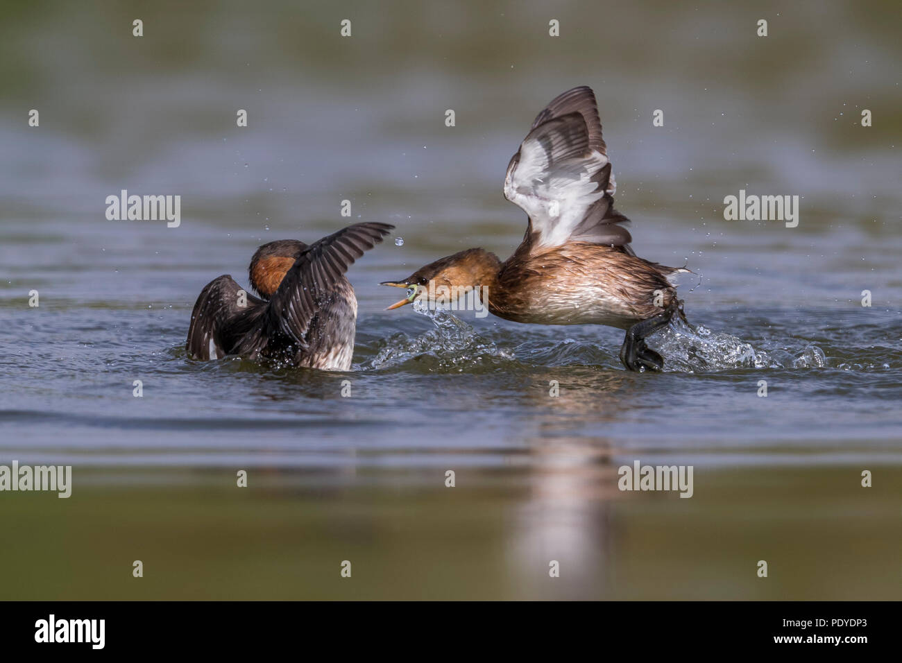 Combattimenti Tuffetto; Tachybaptus ruficollis Foto Stock