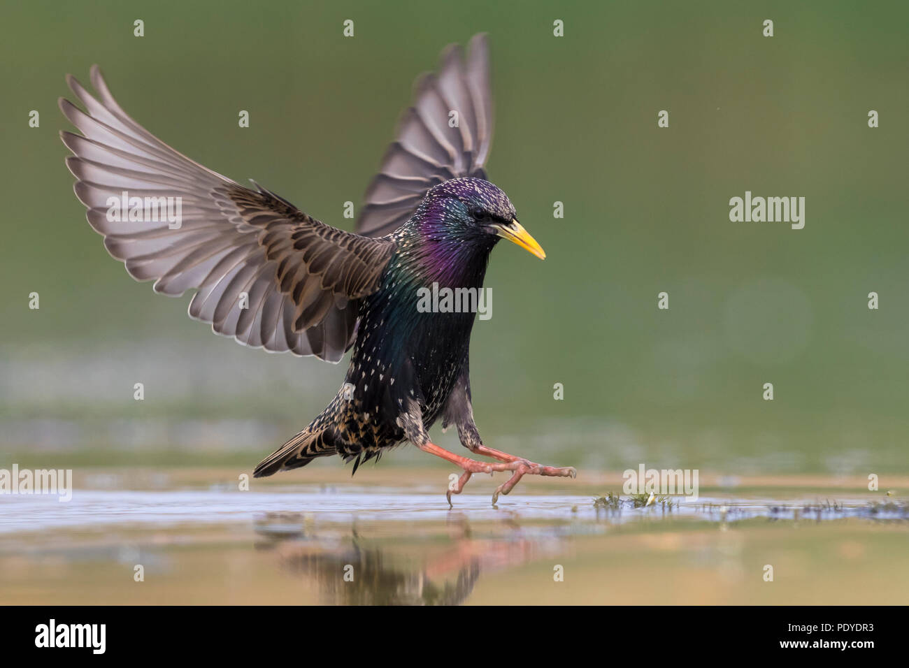 Starling comune (Sturnus vulgaris) lo sbarco in acqua poco profonda Foto Stock