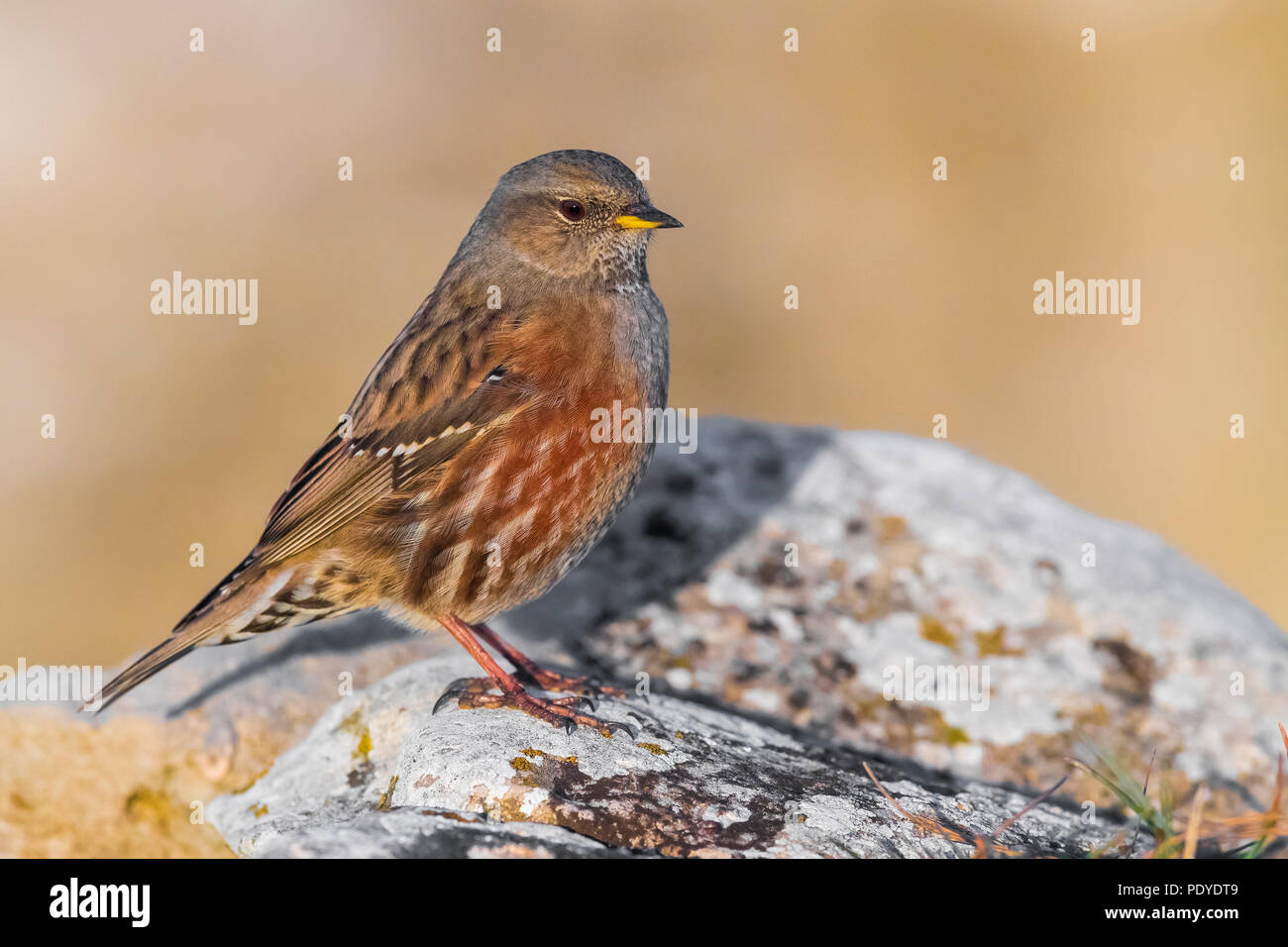 Sordone; Prunella collaris Foto Stock
