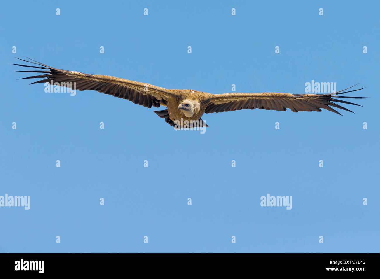 Grifone (Gyps fulvus) volare al di sopra del canyon di Gorges du Verdon Foto Stock