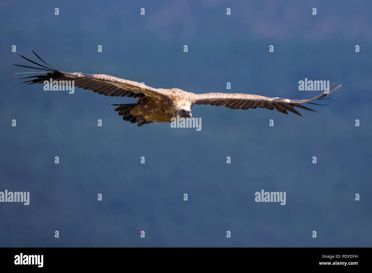 Grifone (Gyps fulvus) volare al di sopra del canyon di Gorges du Verdon Foto Stock