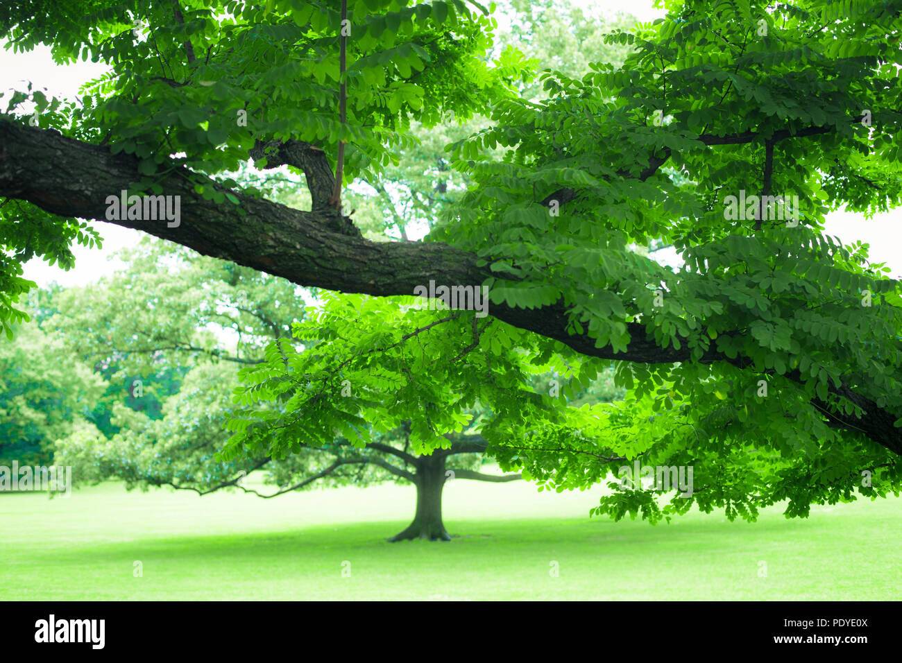 Bellissima vegetazione di lussureggianti alberi di estate e di erba verde Foto Stock