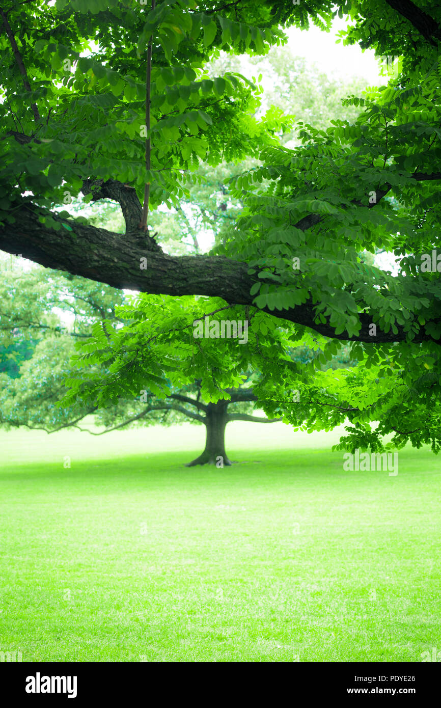 Bellissima vegetazione di lussureggianti alberi di estate e di erba verde Foto Stock