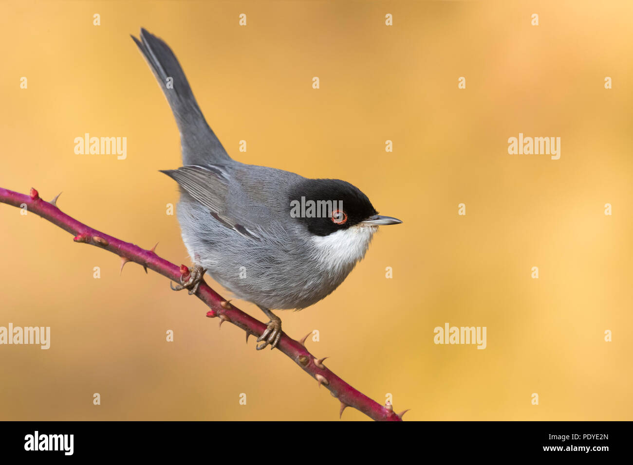 Maschio Trillo sardo; Sylvia melanocephala Foto Stock