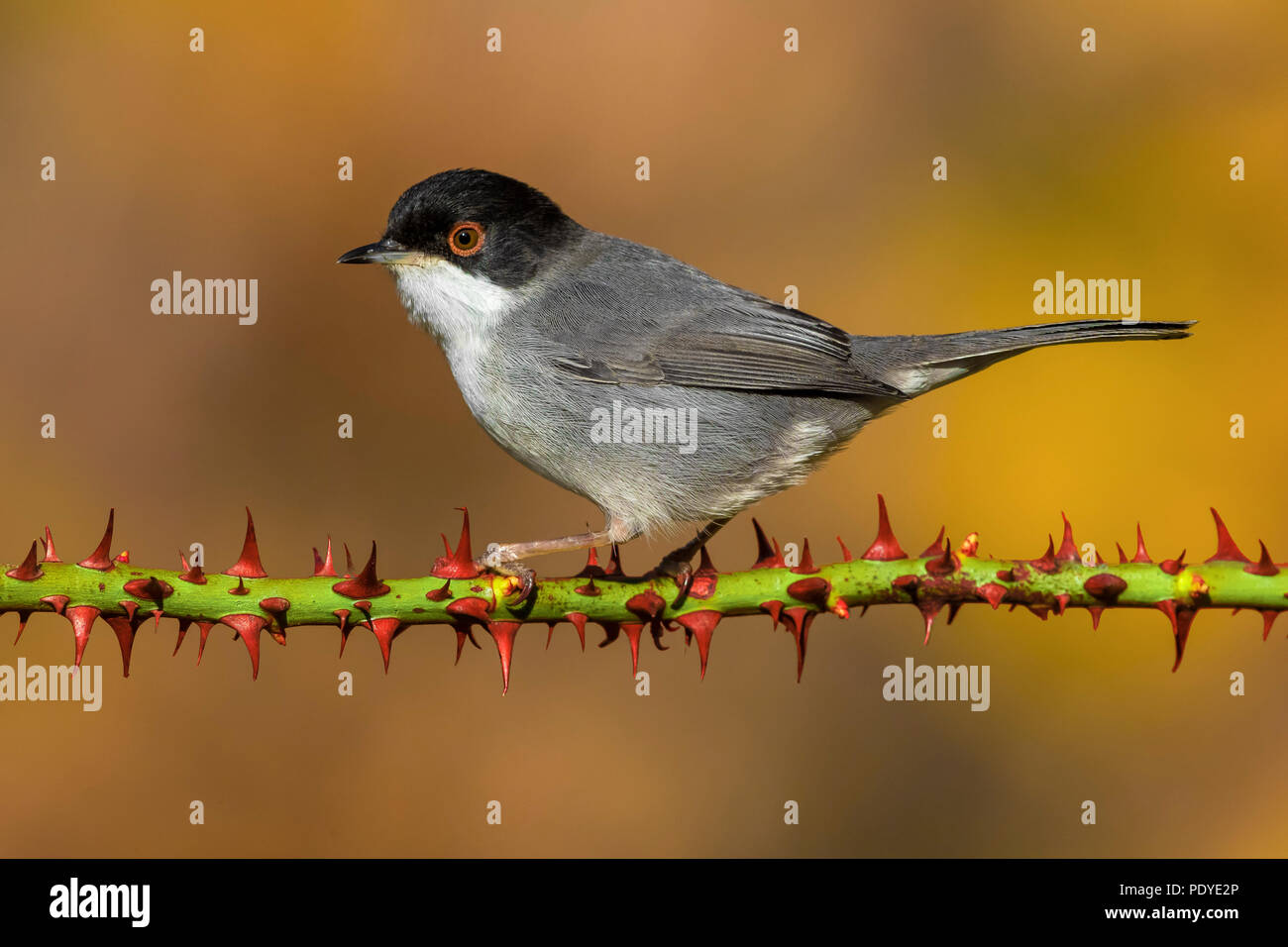 Maschio Trillo sardo; Sylvia melanocephala Foto Stock