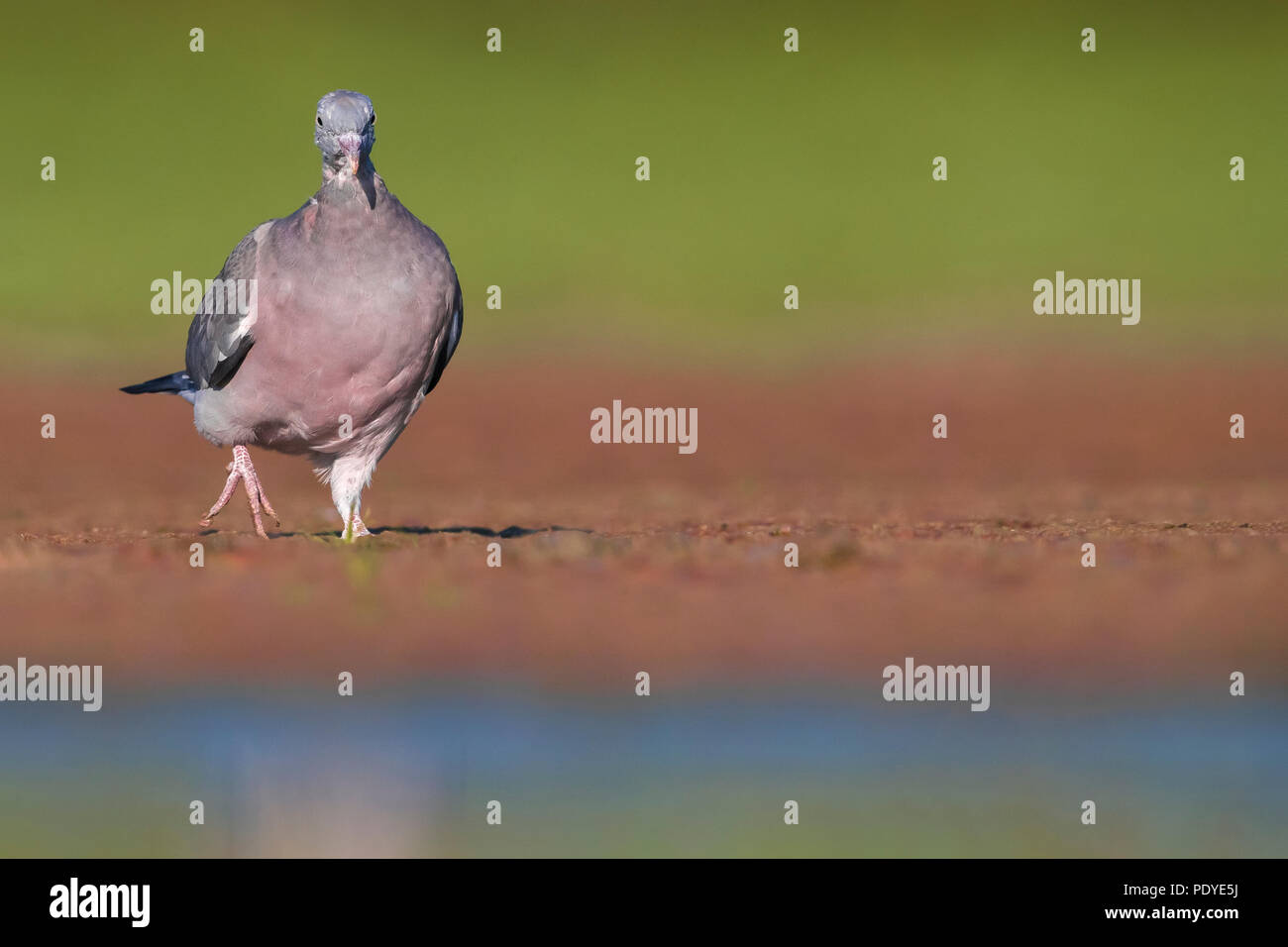 Woodpigeon; Columba palumbus Foto Stock