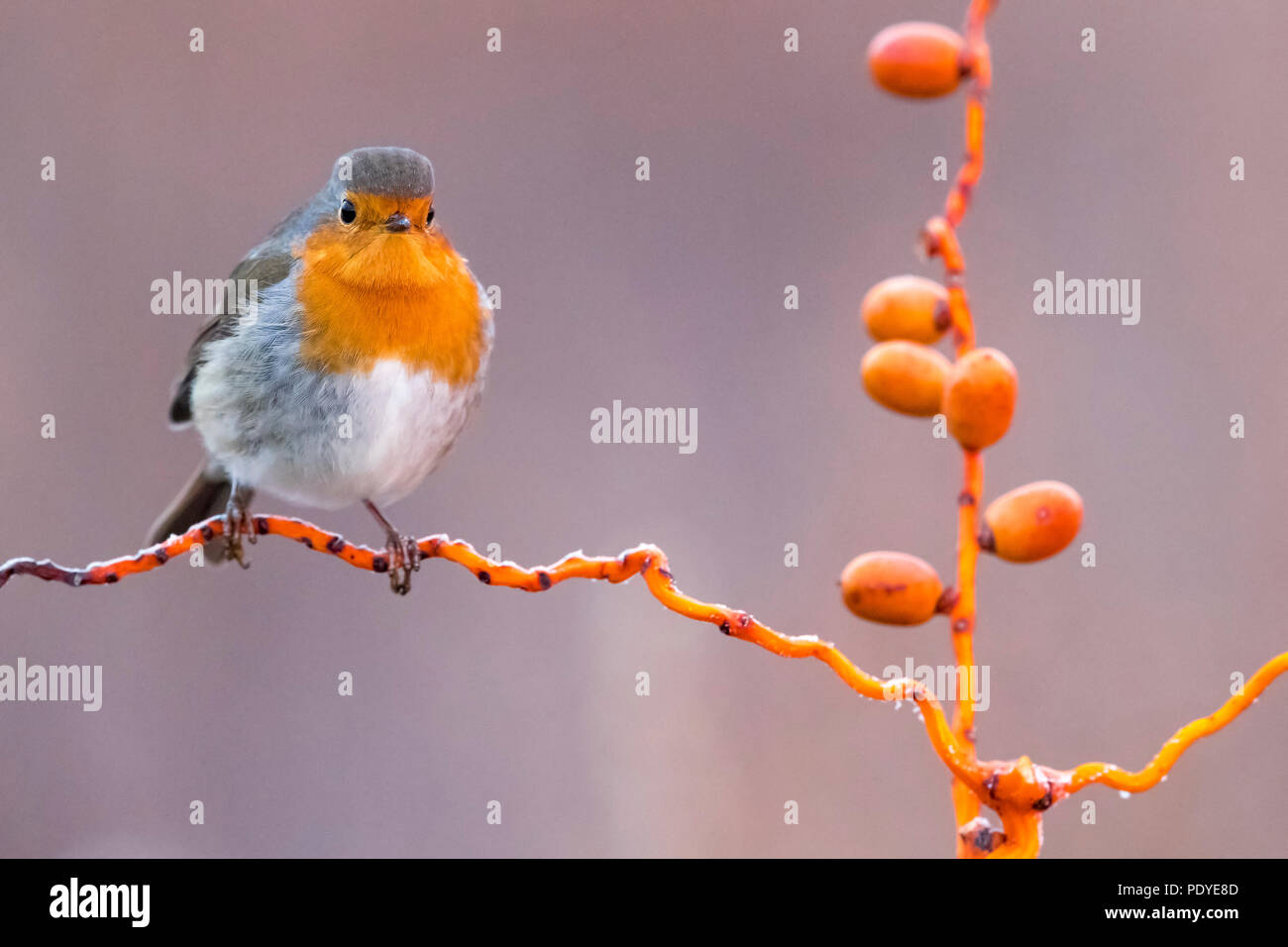 Robin europea; Erithacus rubecula Foto Stock Robin europea; Erithacus rubecula Foto Stock