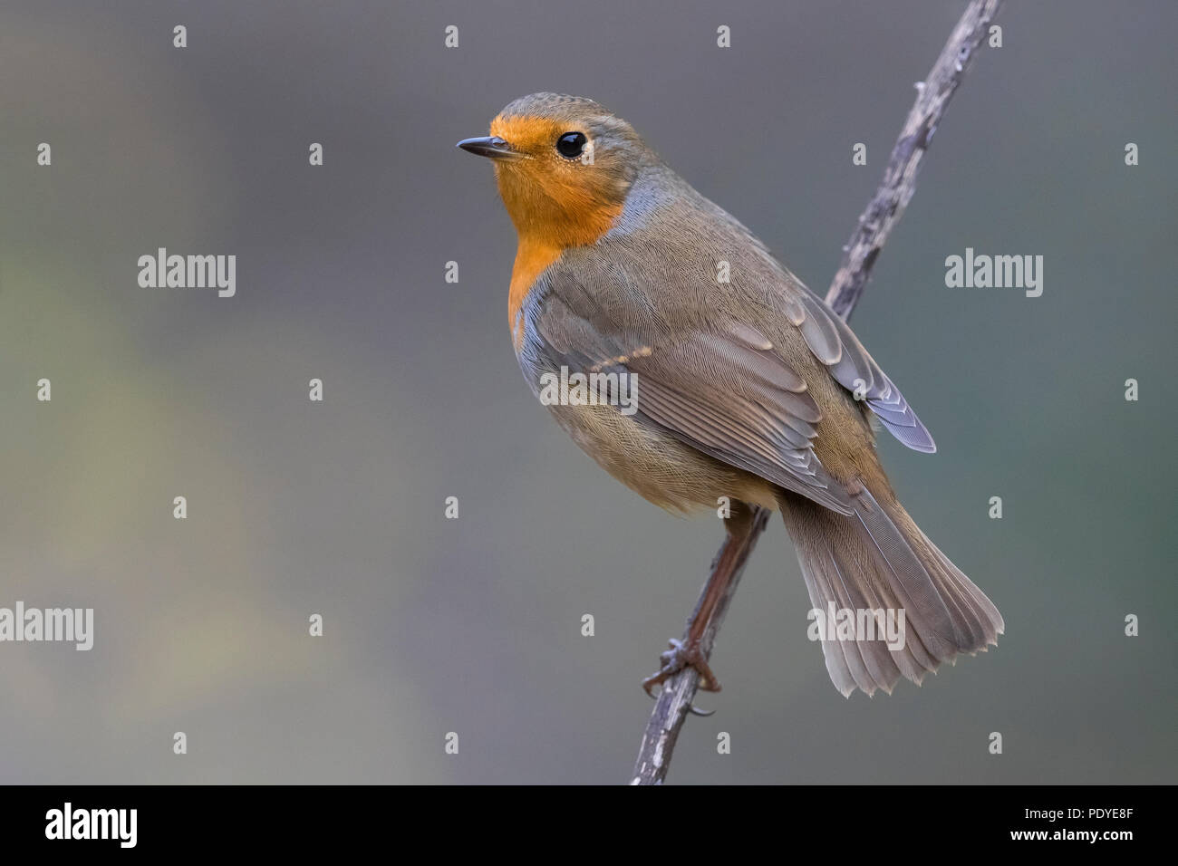Robin europea; Erithacus rubecula Foto Stock Robin europea; Erithacus rubecula Foto Stock
