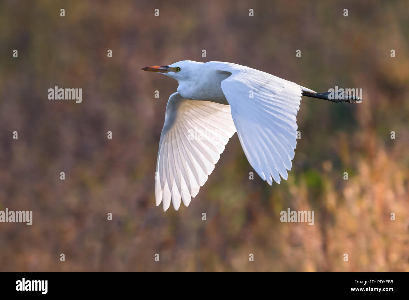 Flying adulto airone guardabuoi; Bubulcus ibis Foto Stock