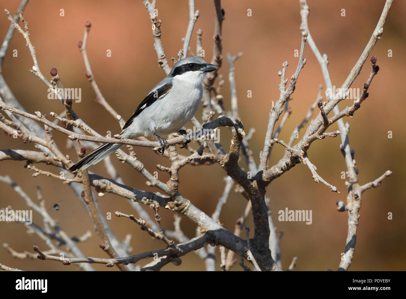 Grigio meridionale; Shrike Lanius meridionalis koenigi Foto Stock