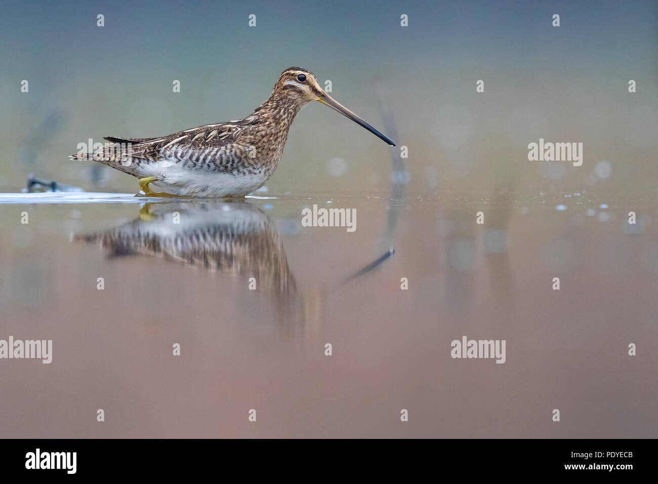 Trampolieri Beccaccino; Gallinago gallinago Foto Stock
