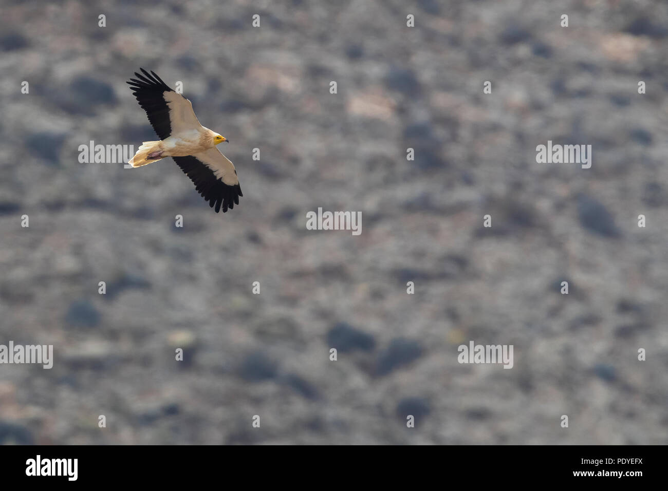 Flying adulto Capovaccaio; Neoprhon percnopterus Foto Stock
