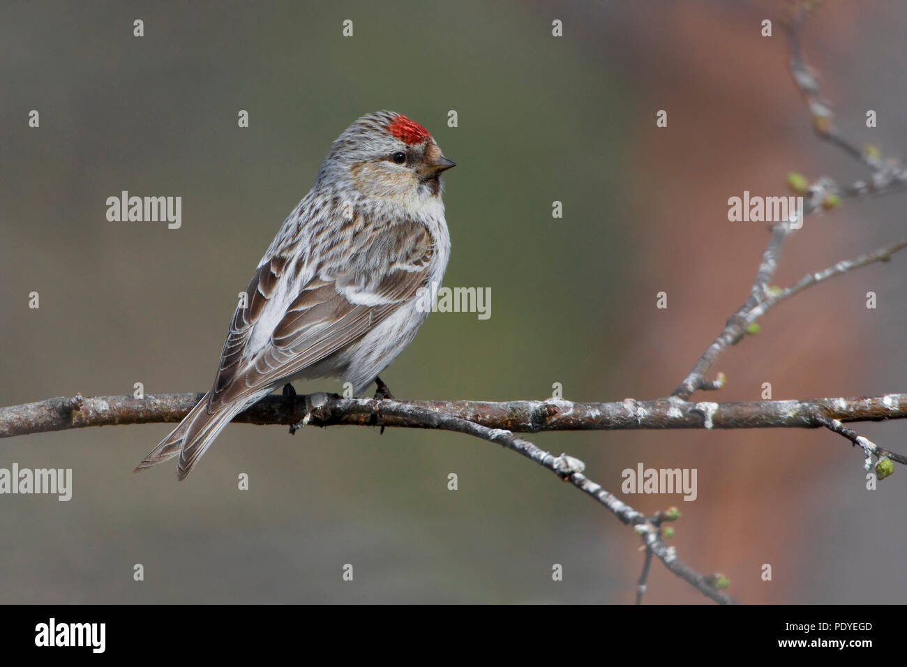 Witsnuitbarmsijs op een takje incontrato jonge knopjes.Arctic Redpoll seduto su un ramoscello con boccioli freschi. Foto Stock