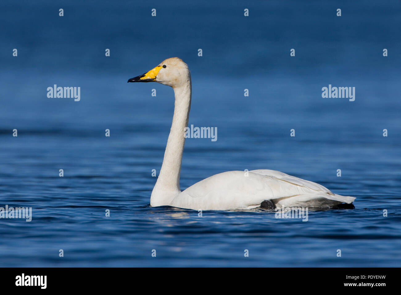 Wilde zwaan zwemmend in het acqua.Whooper Swan nuotare nell'acqua. Foto Stock