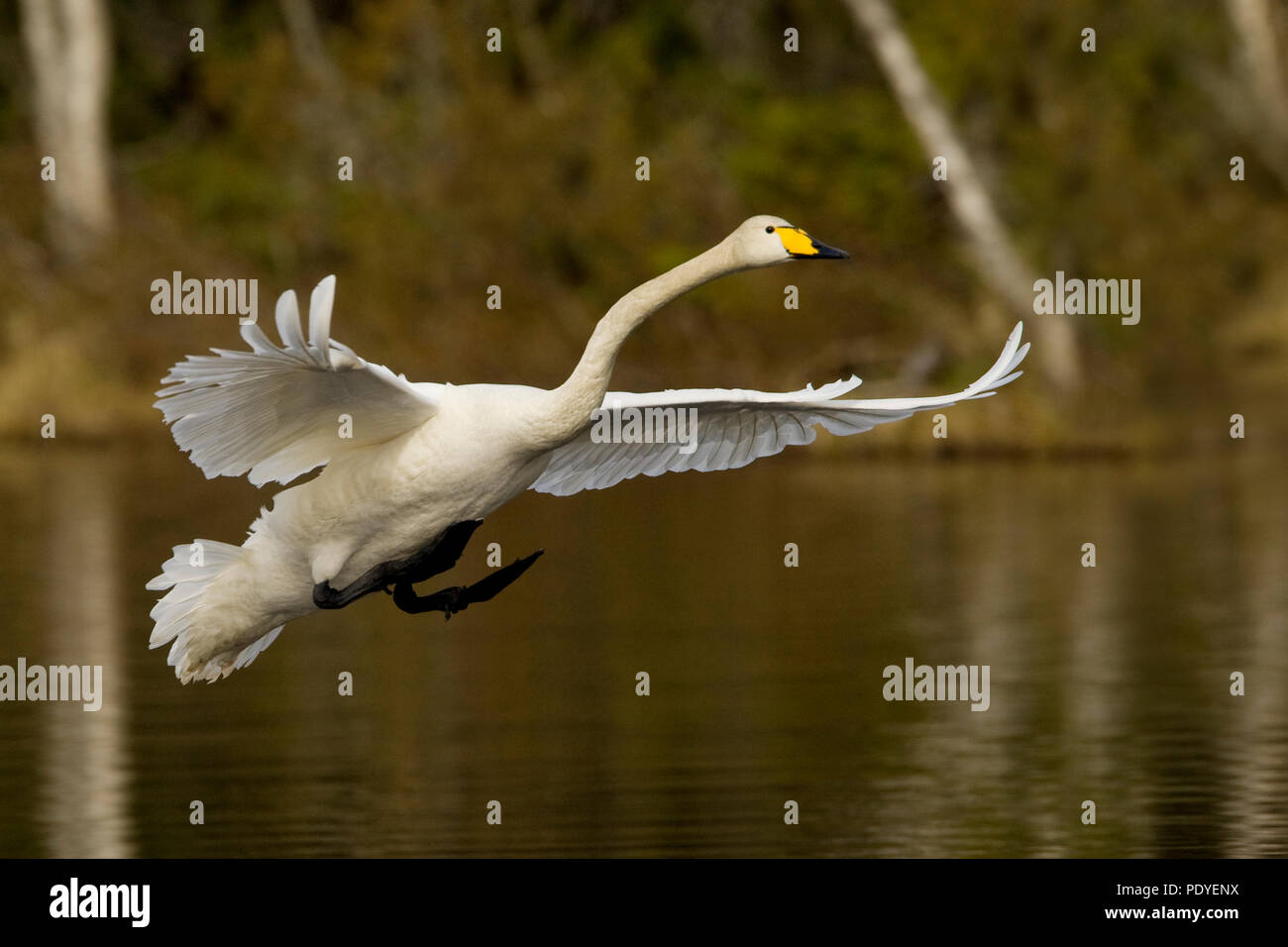 Wilde zwaan incontrato aanzet tot landing op het acqua.Whooper Swan cominciando a fare un atterraggio sull'acqua. Foto Stock
