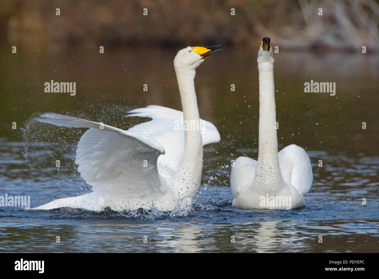 Koppel wilde zwanen incontrato paringsritueel.una coppia di cigni Whooper con corteggiamento. Foto Stock