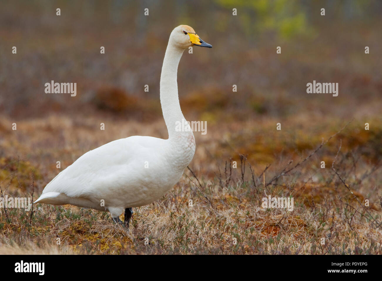 Een eenzame wilde gans.Un solitario Whooper Swan. Foto Stock