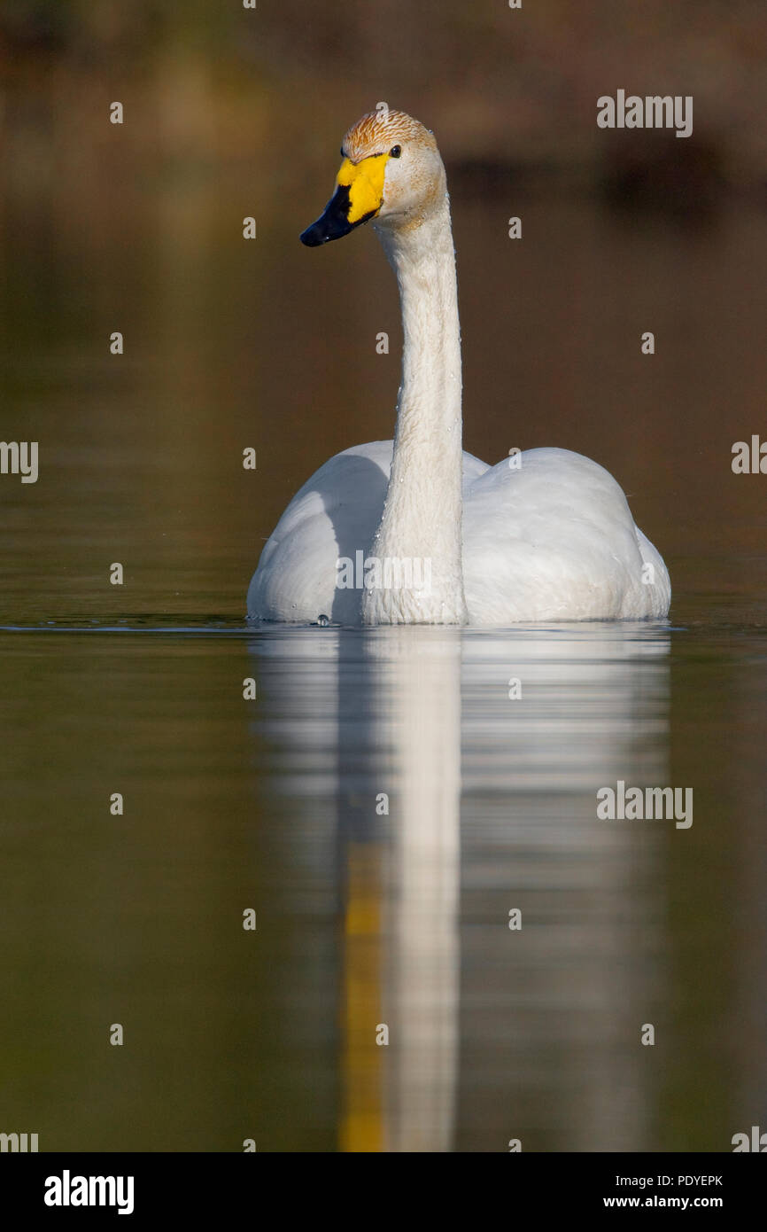 Wilde zwaan zwemmend in het acqua.Whooper Swan nuotare nell'acqua. Foto Stock