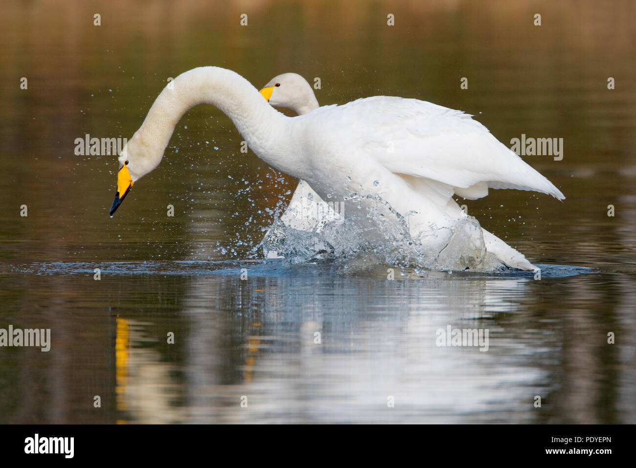 Twee wilde zwanen incontrato klapperende vleugels.Due cigni Whooper con sbattimenti ali. Foto Stock