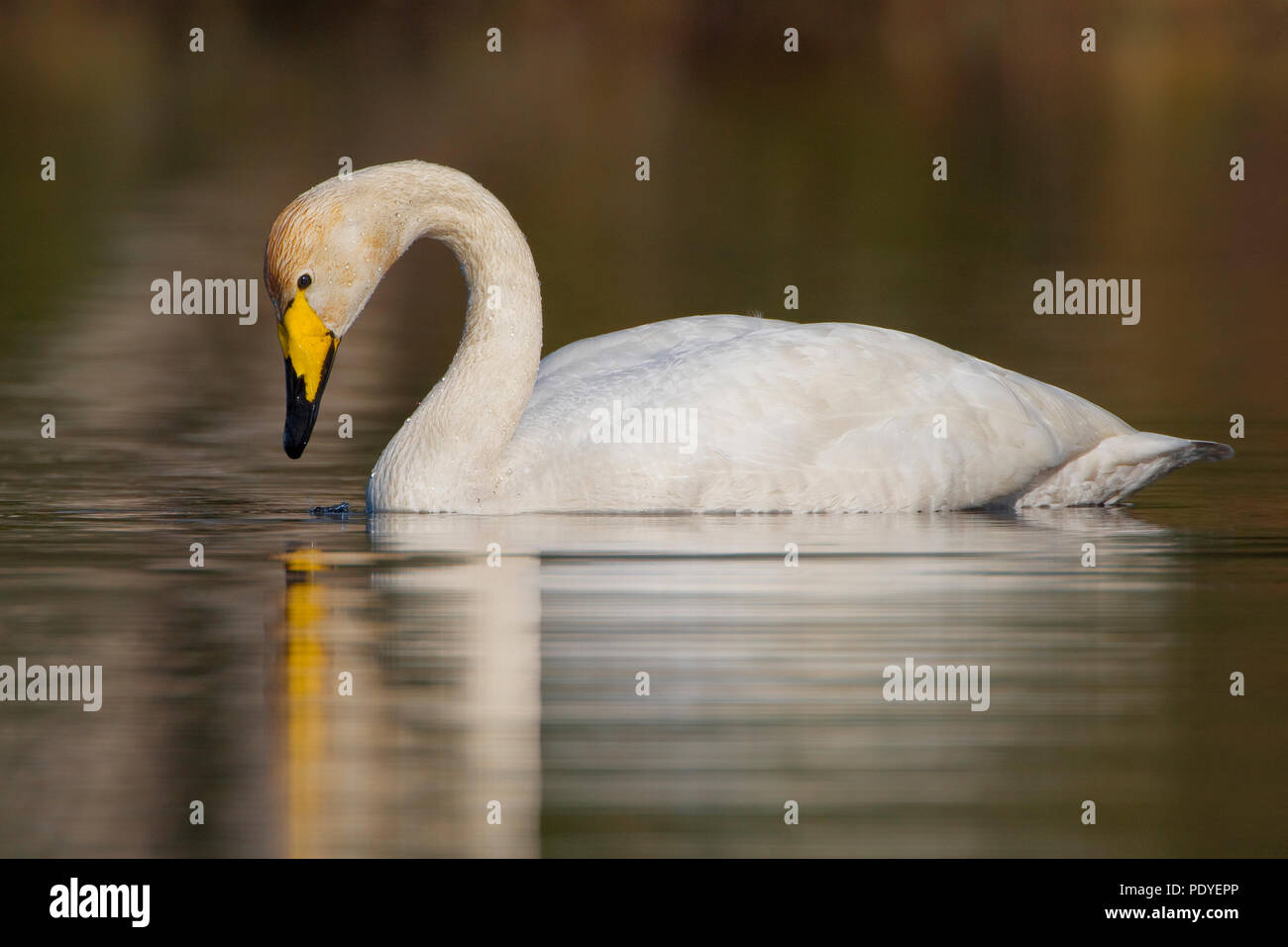 Wilde zwaan zwemmend in het acqua.Whooper Swan nuotare nell'acqua. Foto Stock
