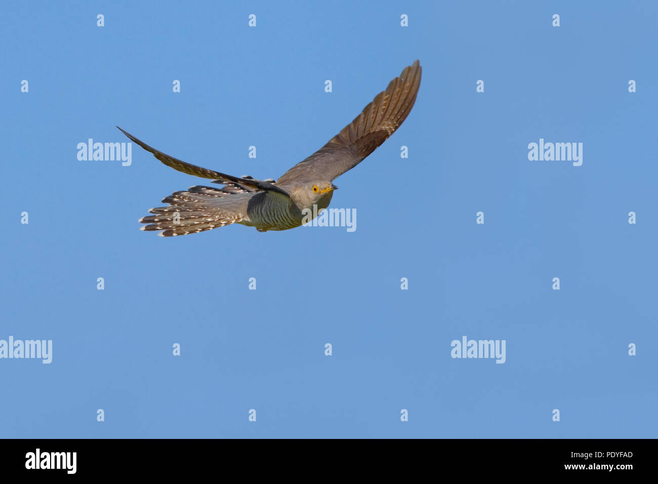 Flying cuculo contro il cielo blu Foto Stock