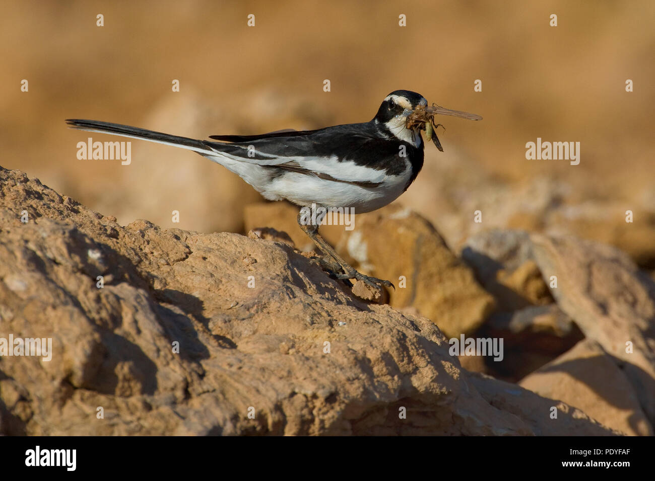 African Pied Wagtail con gli insetti; Motacilla aguimp; Afrikaanse Witte Kwikstaart incontrato insetto. Foto Stock