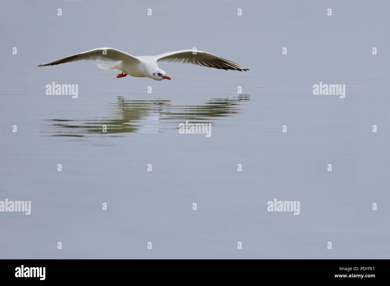 A testa nera Gull battenti; Larus ridibundus; Kokmeeuw vliegend Foto Stock