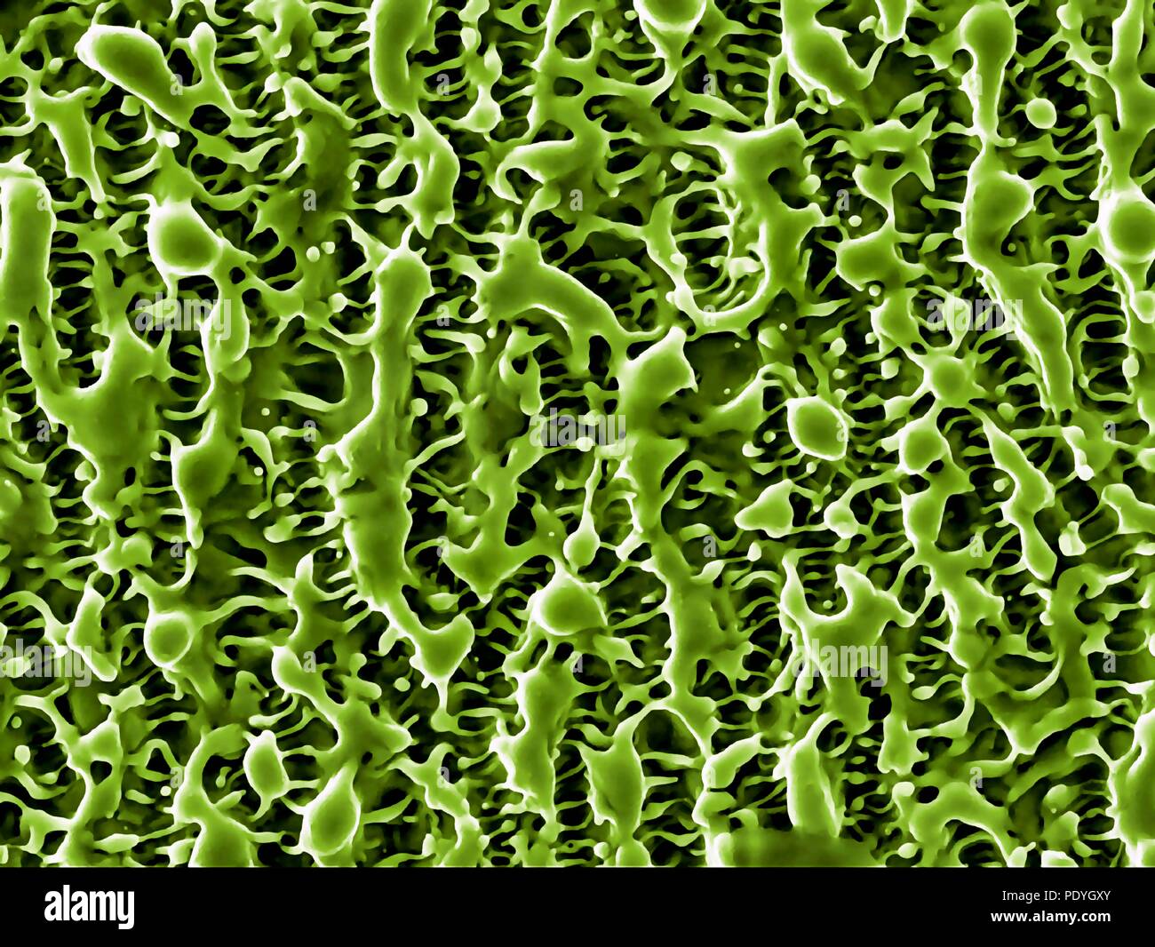 Nanostrutture di nichel. Color scanning electron microfotografia (SEM) di nanostrutture formata su una superficie di nichel mediante un fascio laser. Questa ricerca comporta l'uso di laser per etch e ablare il metallo e superfici di semiconduttore. Le nanostrutture risultante può avere applicazioni in varie forme di elettronica e la nanotecnologia. Foto Stock