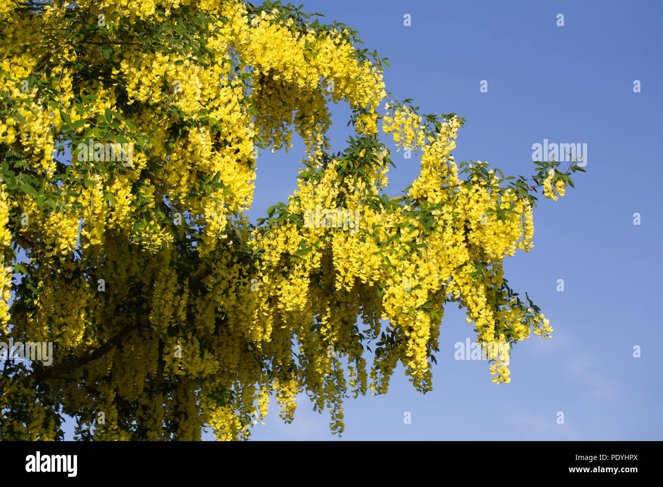 Fioritura il Maggiociondolo albero in primavera. Foto Stock