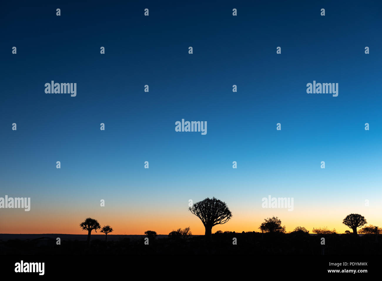 Per quiver tree forest silhouette al blue ora del tramonto, Namibia, Africa Foto Stock