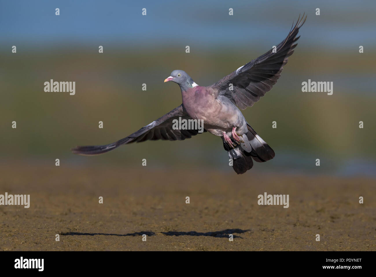 Woodpigeon; Columba palumbus Foto Stock