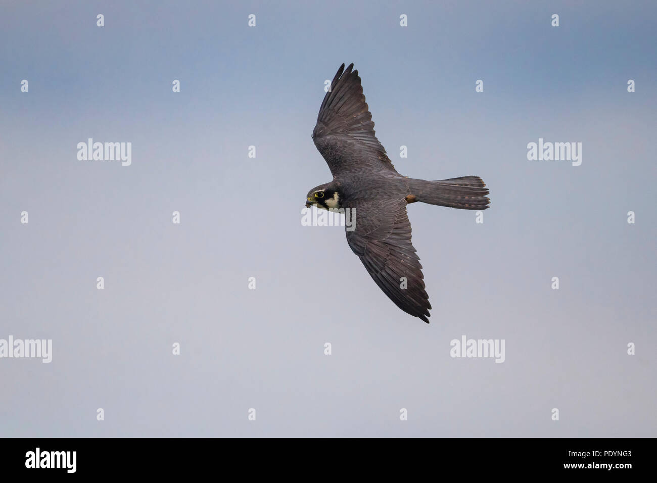 Flying Hobby settentrionale; Falco Subbuteo® Foto Stock