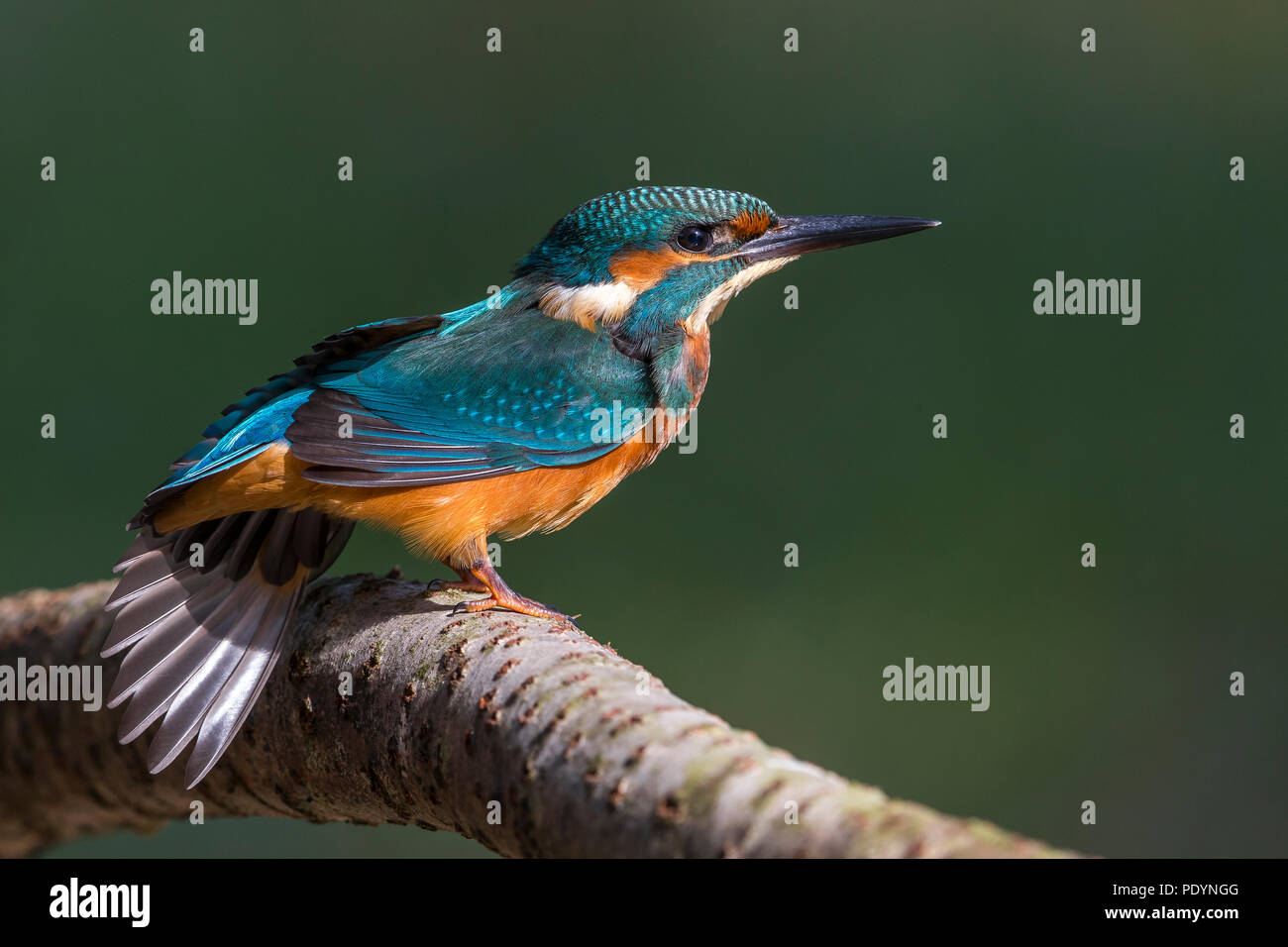 Kingfisher comune; Alcedo atthis Foto Stock