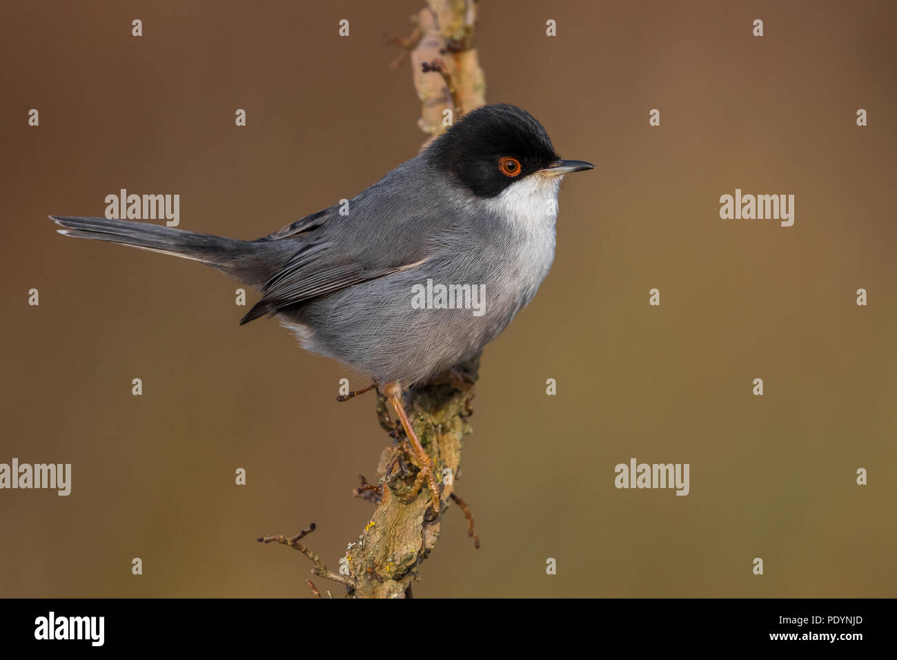 Maschio Trillo sardo; Sylvia melanocephala Foto Stock