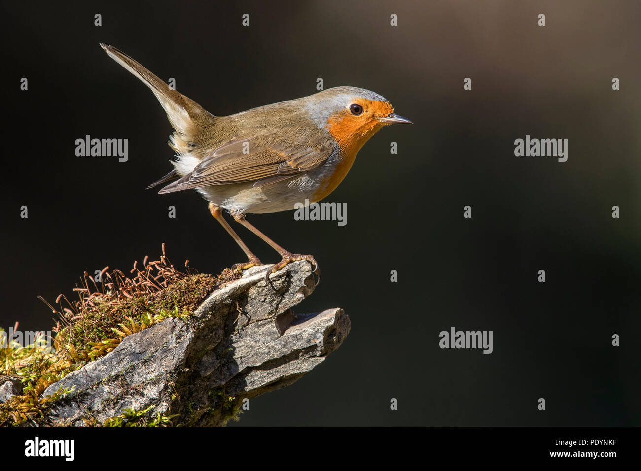 Robin europea; Erithacus rubecula Foto Stock