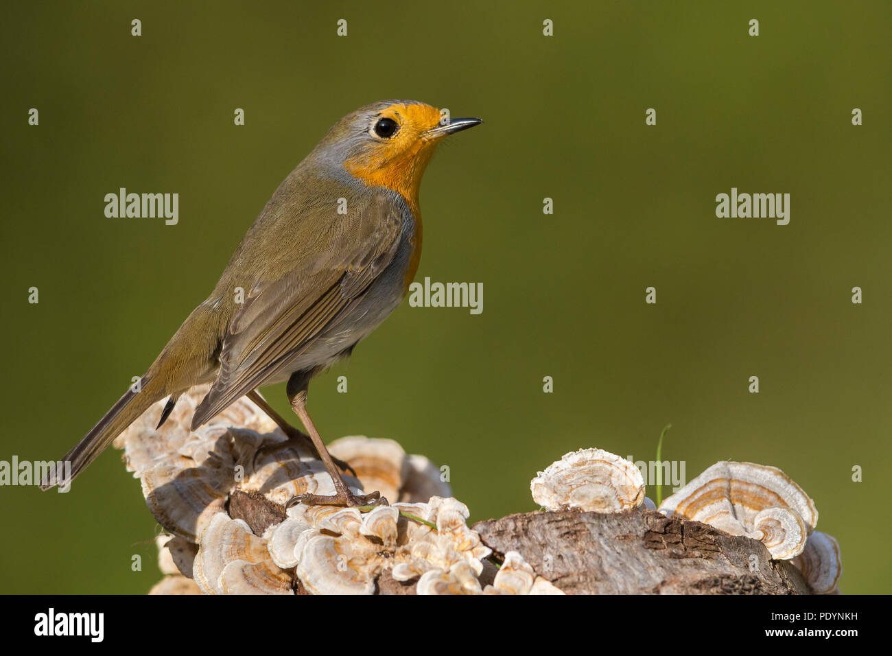 Robin europea; Erithacus rubecula Foto Stock Robin europea; Erithacus rubecula Foto Stock