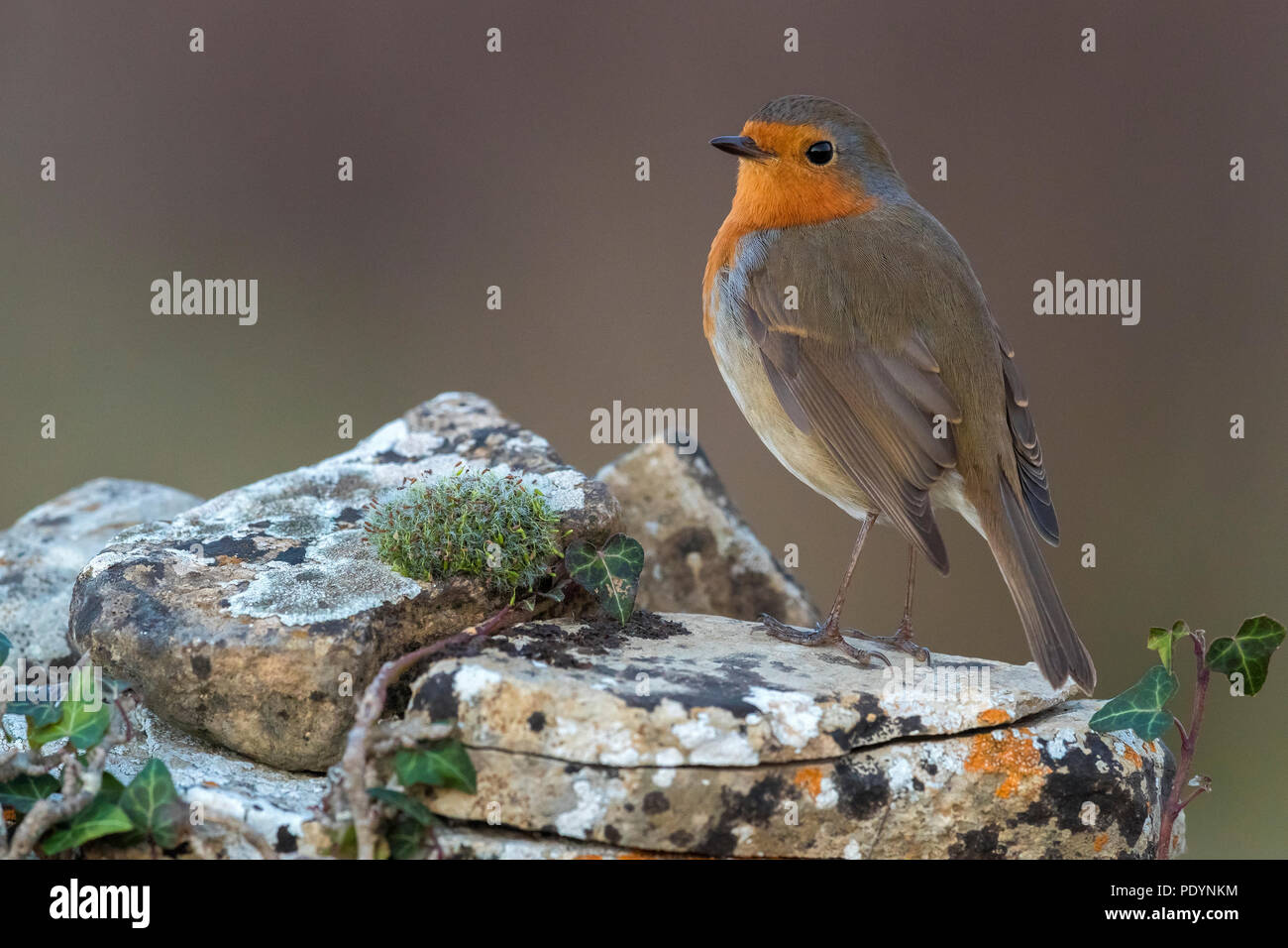 Robin europea; Erithacus rubecula Foto Stock Robin europea; Erithacus rubecula Foto Stock
